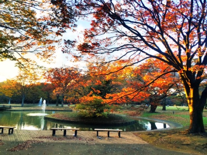 代々木公園の紅葉が綺麗で秋に行っておきたい