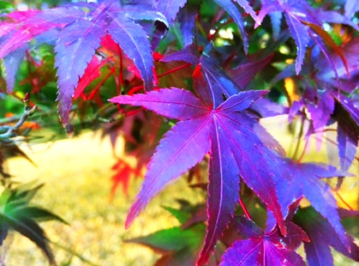 代々木公園の紅葉が綺麗で秋に行っておきたい