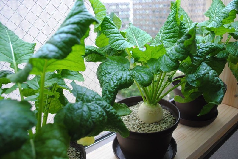 北海道から家庭菜園にイノベーションを起こす製品